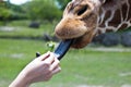 Reticulated Giraffe being fed by a woman