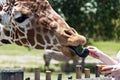 Reticulated Giraffe being fed by a woman