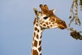 Reticulated giraffe browsing on Acacia branches Royalty Free Stock Photo