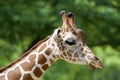 Reticulated Giraffe   845844 Royalty Free Stock Photo