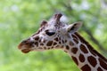 Reticulated Giraffe   845846 Royalty Free Stock Photo
