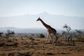 Reticulated giraffe crosses savannah near Mount Kenya