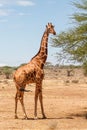 Reticulated giraffe in Samburu National Reserve Royalty Free Stock Photo