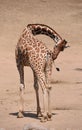 Reticulated giraffe Giraffa camelopardalis reticulata Royalty Free Stock Photo