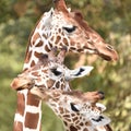 Reticulated giraffe Giraffa camelopardalis reticulata Royalty Free Stock Photo