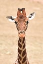 Reticulated giraffe Giraffa camelopardalis reticulata Royalty Free Stock Photo