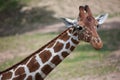 Reticulated giraffe Giraffa camelopardalis reticulata. Royalty Free Stock Photo