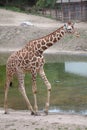 Reticulated giraffe Giraffa camelopardalis reticulata. Royalty Free Stock Photo