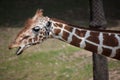 Reticulated giraffe Giraffa camelopardalis reticulata. Royalty Free Stock Photo