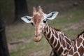 Reticulated giraffe Giraffa camelopardalis reticulata. Royalty Free Stock Photo