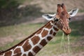 Reticulated giraffe Giraffa camelopardalis reticulata. Royalty Free Stock Photo