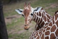 Reticulated giraffe Giraffa camelopardalis reticulata. Royalty Free Stock Photo