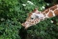 Reticulated giraffe Giraffa camelopardalis reticulata. Royalty Free Stock Photo