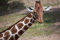 Reticulated giraffe Giraffa camelopardalis reticulata. Royalty Free Stock Photo