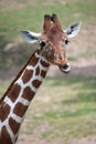 Reticulated giraffe Giraffa camelopardalis reticulata. Royalty Free Stock Photo