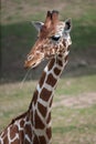 Reticulated giraffe Giraffa camelopardalis reticulata. Royalty Free Stock Photo