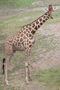 Reticulated giraffe Giraffa camelopardalis reticulata. Royalty Free Stock Photo