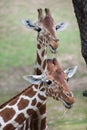 Reticulated giraffe Giraffa camelopardalis reticulata. Royalty Free Stock Photo