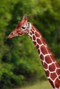 The reticulated giraffe Giraffa camelopardalis reticulata, also known as the Somali giraffe, portrait with green background