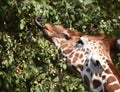 Reticulated giraffe - Giraffa camelopardalis reticulata Royalty Free Stock Photo