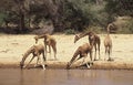 RETICULATED GIRAFFE giraffa camelopardalis reticulata, GROUP DRINKING AT RIVER, KENYA Royalty Free Stock Photo