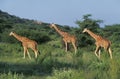 Reticulated Giraffe, giraffa camelopardalis reticulata, Group walking in Bush, Samburu Park in Kenya Royalty Free Stock Photo