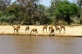 Reticulated Giraffe, giraffa camelopardalis reticulata, Herd drinking at River, Samburu Park in Kenya Royalty Free Stock Photo