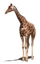 Reticulated giraffe Giraffa camelopardalis reticulata Royalty Free Stock Photo