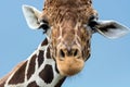 Reticulated Giraffe (Giraffa camelopardalis reticulata) Royalty Free Stock Photo