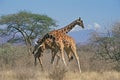 RETICULATED GIRAFFE giraffa camelopardalis reticulata, MALES FIGHTING, KENYA Royalty Free Stock Photo