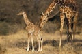 Reticulated Giraffe, giraffa camelopardalis reticulata, Mother and Calf, Samburu park in Kenya Royalty Free Stock Photo