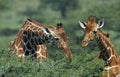 Reticulated Giraffe, giraffa camelopardalis reticulata, Pair eating Acacia Tree, Samburu Park in Kenya Royalty Free Stock Photo