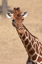 Reticulated giraffe Giraffa camelopardalis reticulata Royalty Free Stock Photo