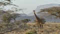 Reticulated giraffe Giraffa reticulata
