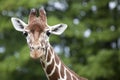 Reticulated Giraffe head and Neck