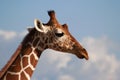 Reticulated Giraffe Head profile Royalty Free Stock Photo