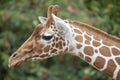 Reticulated Giraffe head Royalty Free Stock Photo