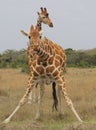 A reticulated giraffe looks up after taking a drink of water sticks its tongue out cheekily in the wild, Kenya Royalty Free Stock Photo