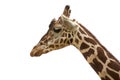 Reticulated giraffe portrait Royalty Free Stock Photo
