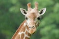 Reticulated Giraffe Portrait Royalty Free Stock Photo