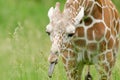 Reticulated Giraffe Portrait Royalty Free Stock Photo