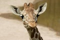 Reticulated Giraffe Royalty Free Stock Photo