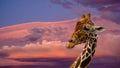 Reticulated giraffe portrait Giraffa camelopardalis reticulata Royalty Free Stock Photo
