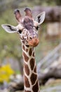 Reticulated Giraffe portrait Royalty Free Stock Photo