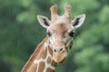 Reticulated Giraffe Portrait in the Rain Royalty Free Stock Photo