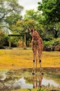 Reticulated Giraffe After the Rain Royalty Free Stock Photo