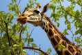 a reticulated giraffe reaching for leaves on a high tree branch