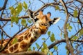 a reticulated giraffe reaching for leaves on a high tree branch