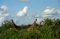 Reticulated giraffe, Samburu Game Reserve, Kenya Royalty Free Stock Photo