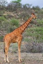 Reticulated giraffe in Samburu National Reserve Royalty Free Stock Photo